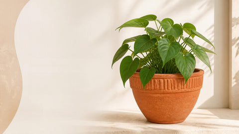 13.75" Dungari Daisy Clay Pot