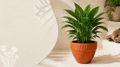 15" Dungari Daisy Clay Pot