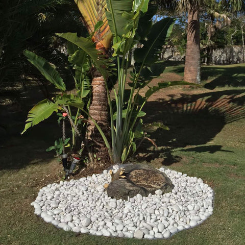 Rain Forest Caribbean Beach Pebbles