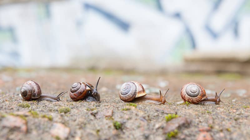 how to get rid of snails on autumn sage plant